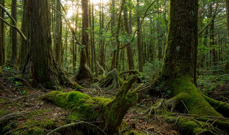 aokigahara Aokigahara